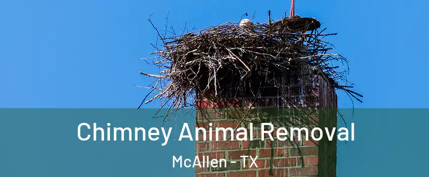  Chimney Animal Removal McAllen - TX