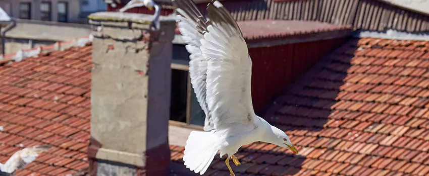 Residential Chimney Animal Removal Solution in McAllen, TX