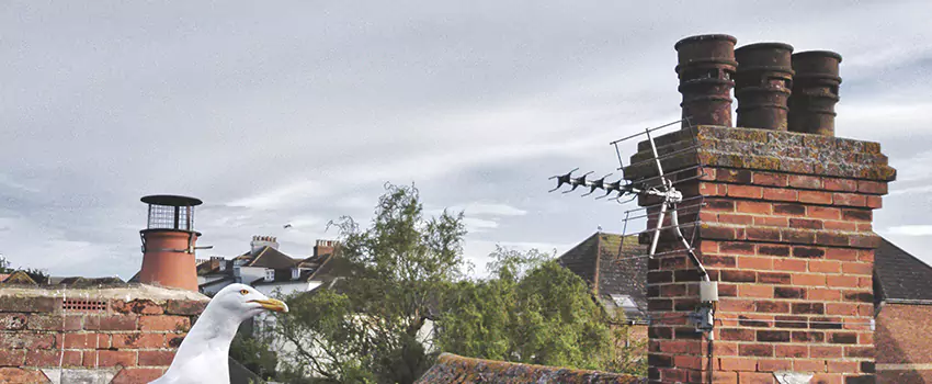 Chimney Cleaning And Restoration in McAllen, Texas